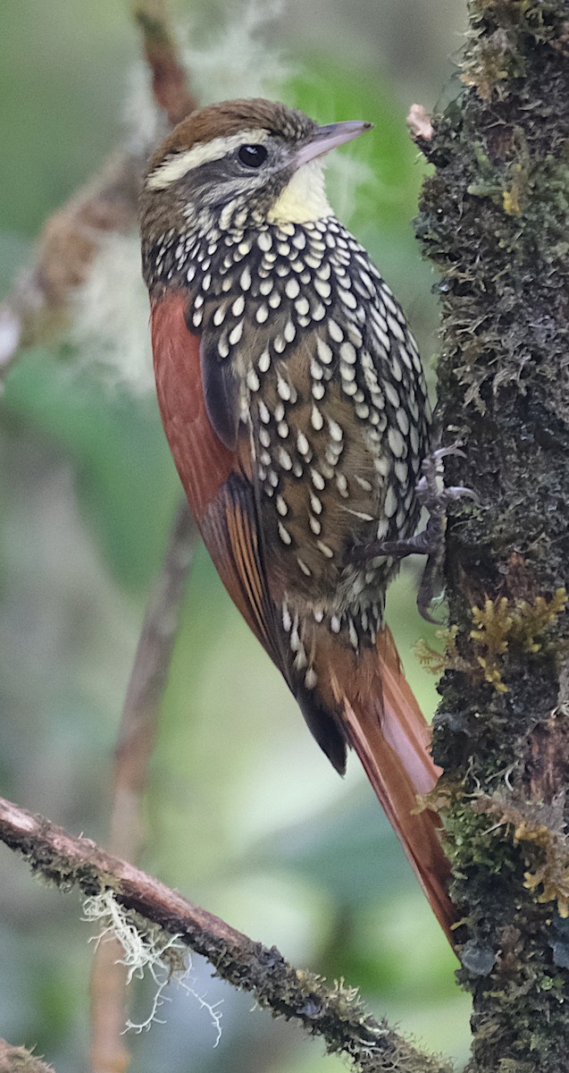 Pearled Treerunner - David Zittin