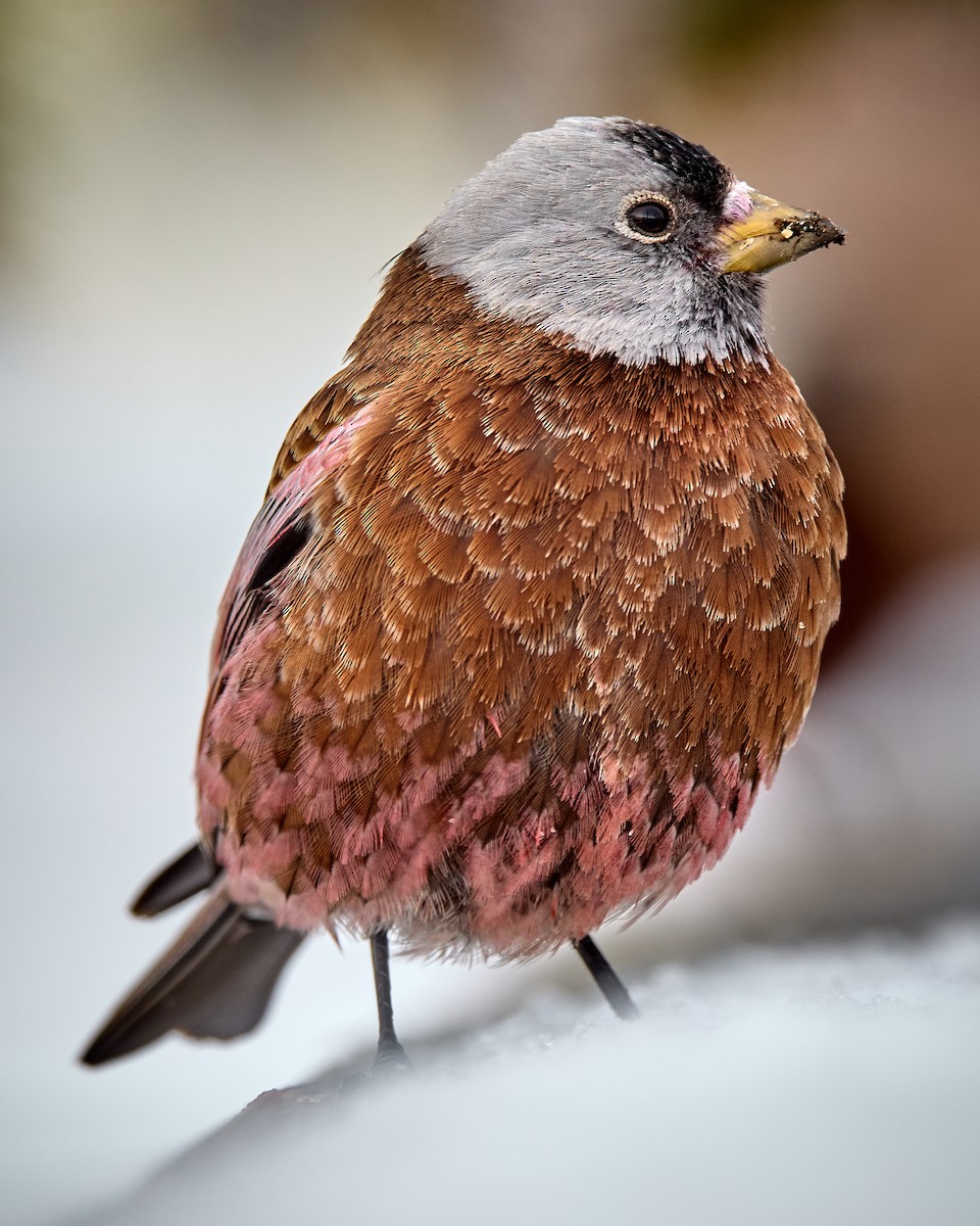 Gray-crowned Rosy-Finch - ML421773371