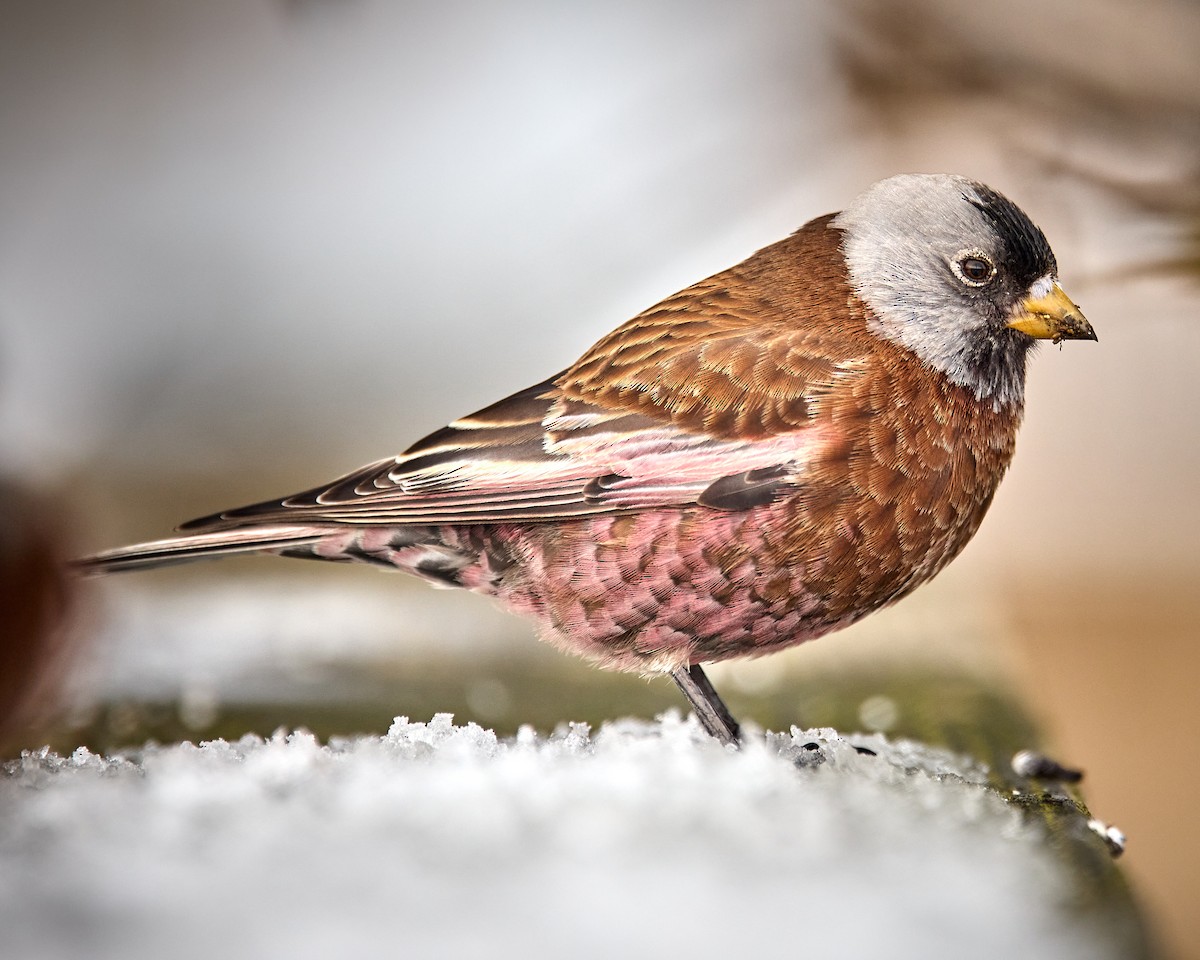Gray-crowned Rosy-Finch - ML421773471
