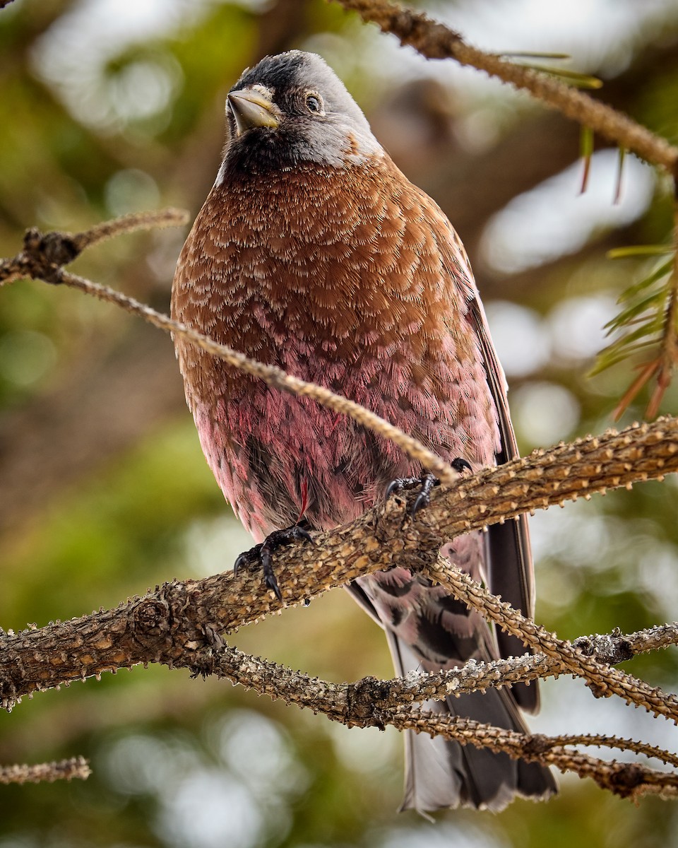 Gray-crowned Rosy-Finch - ML421773501