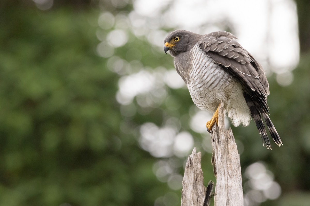 Roadside Hawk - ML421775001