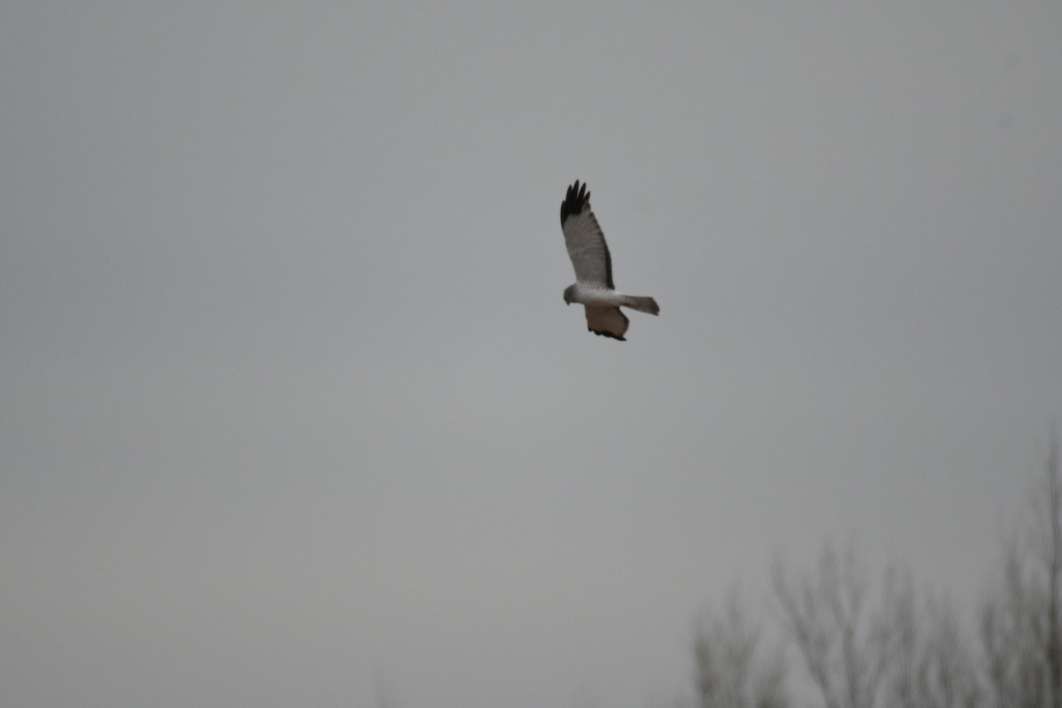 Northern Harrier - ML421775911