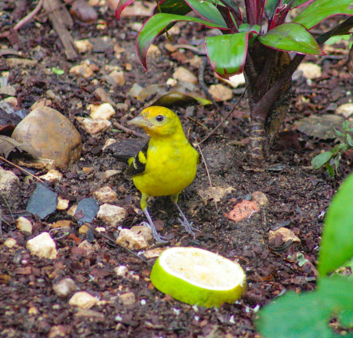Western Tanager - ML421776231