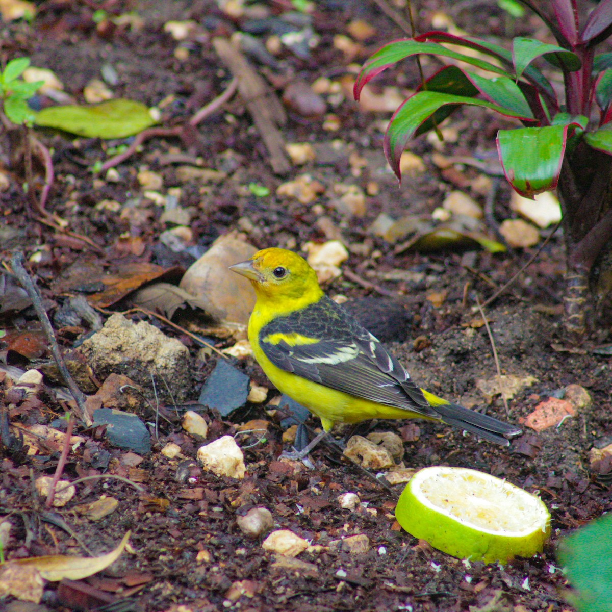 Western Tanager - ML421776261