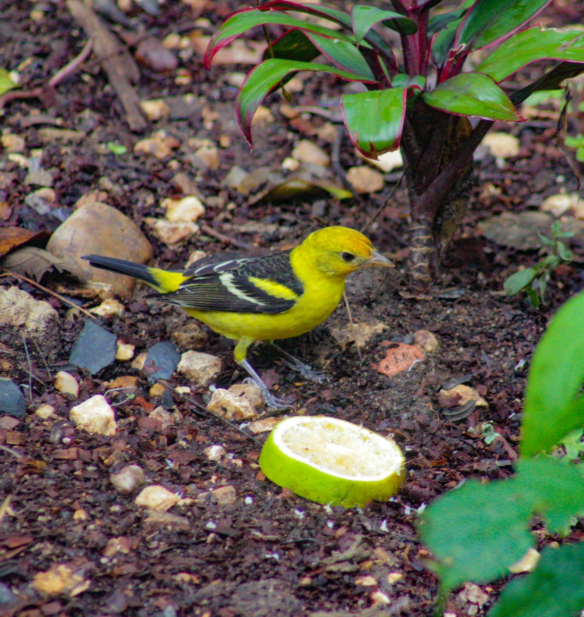 Western Tanager - ML421776271
