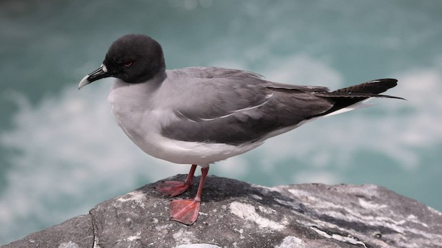 Swallow-tailed Gull - ML421777201