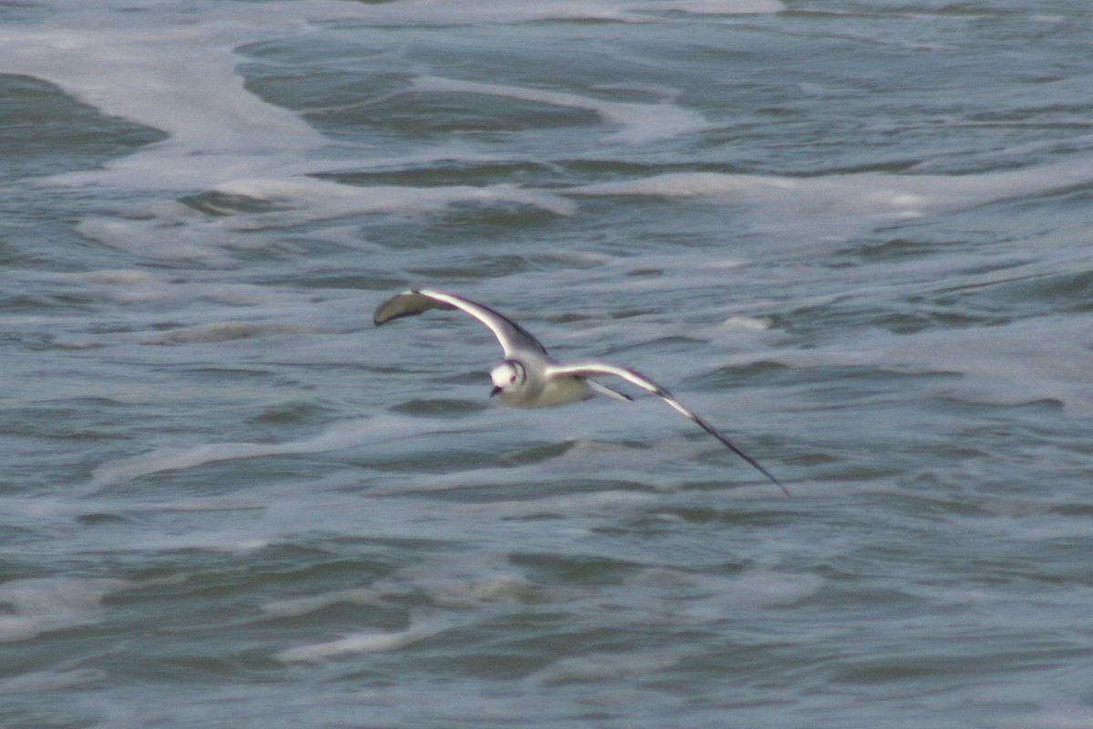 Bonaparte's Gull - ML421777651