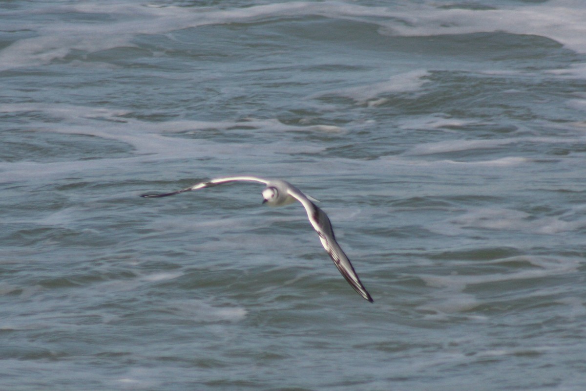 Bonaparte's Gull - ML421777671