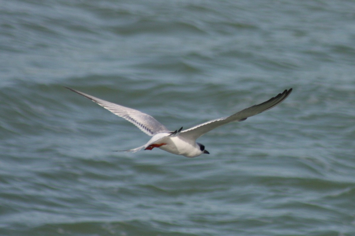 Forster's Tern - ML421777781