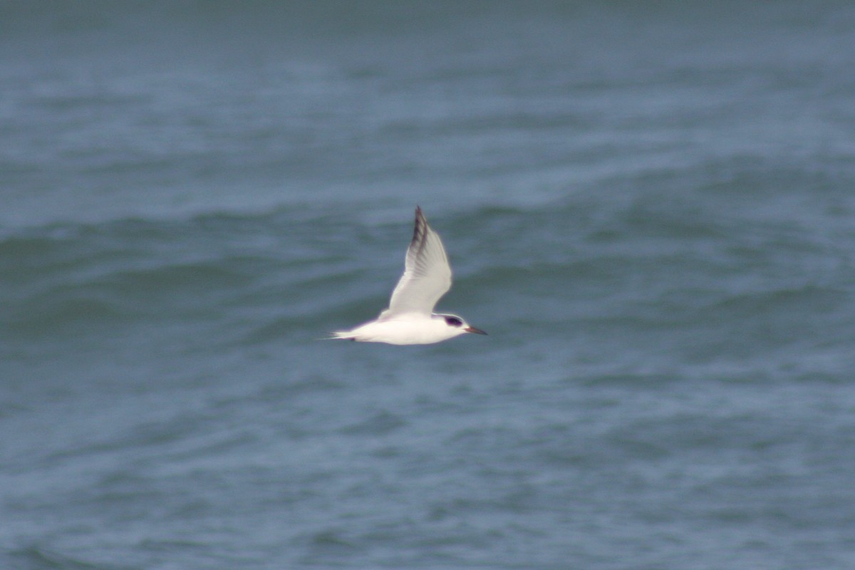 Forster's Tern - ML421777811