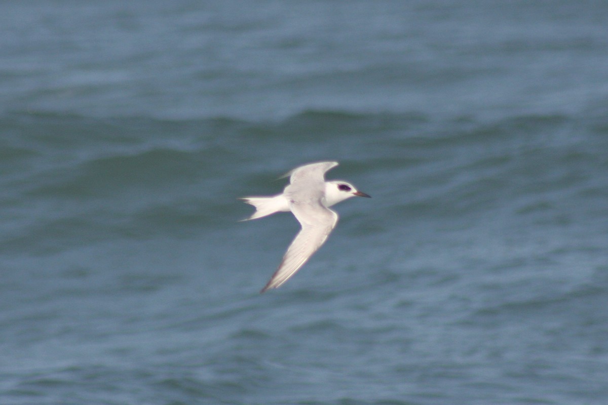 Forster's Tern - ML421777821