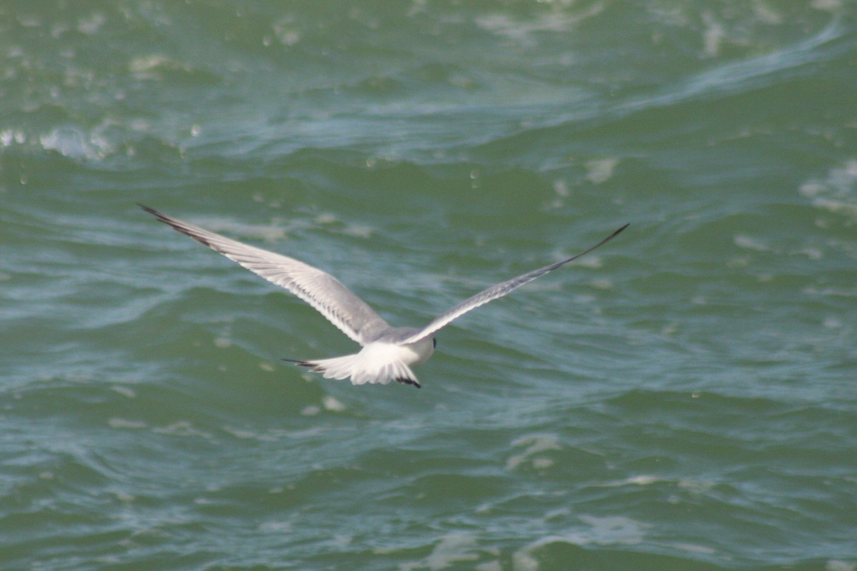 Forster's Tern - ML421777831