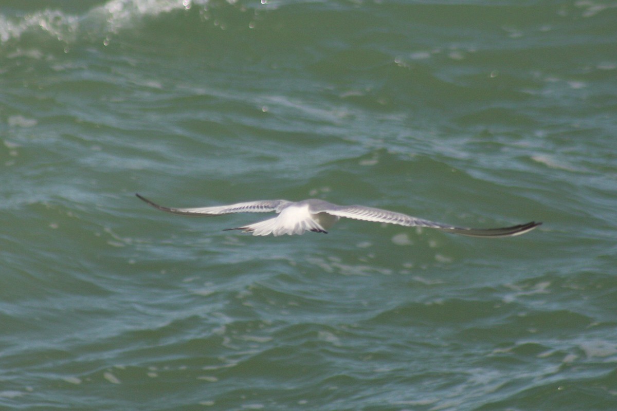 Forster's Tern - ML421777841