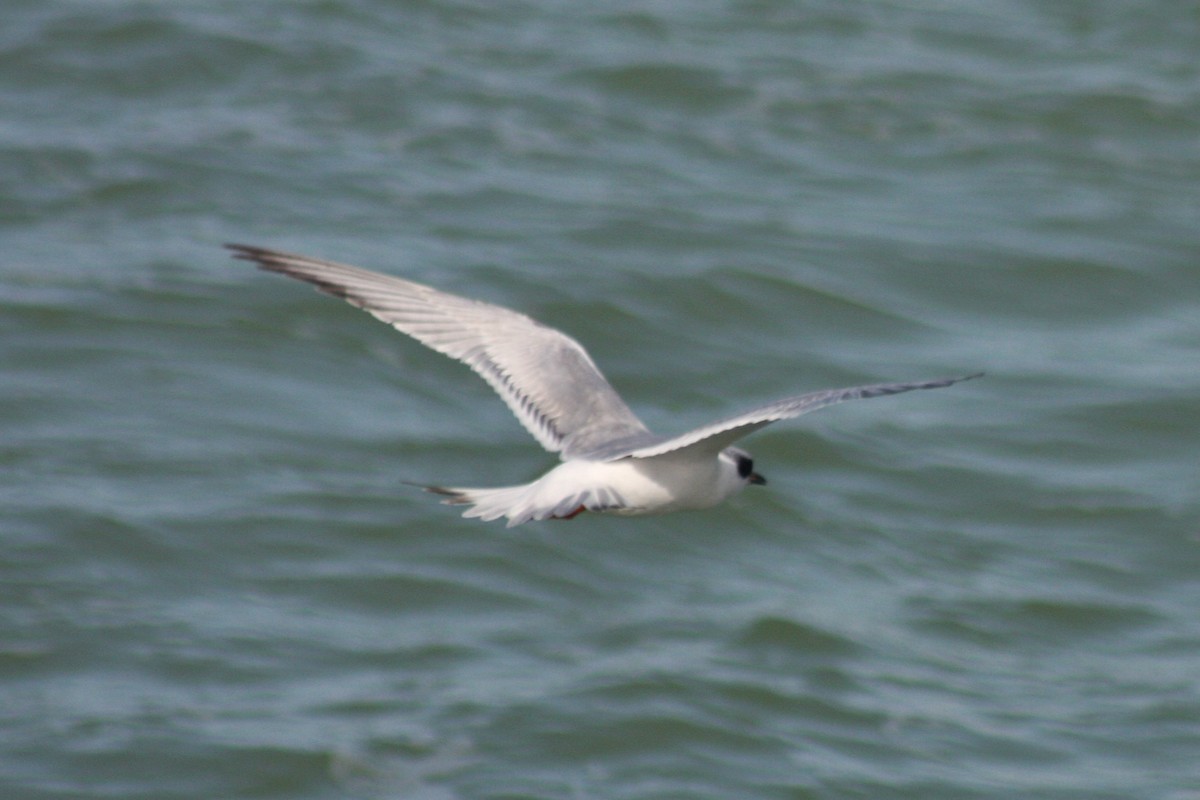 Forster's Tern - ML421777851