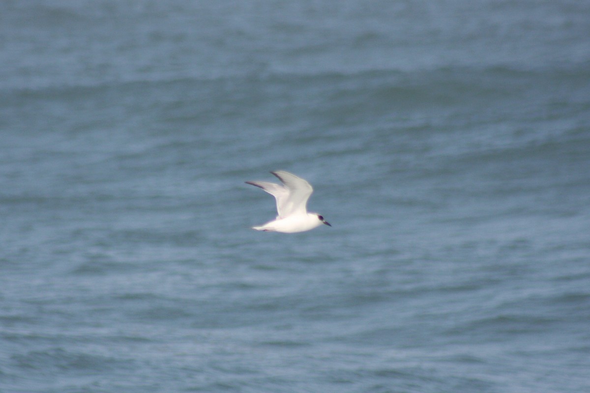 Forster's Tern - David Simpson