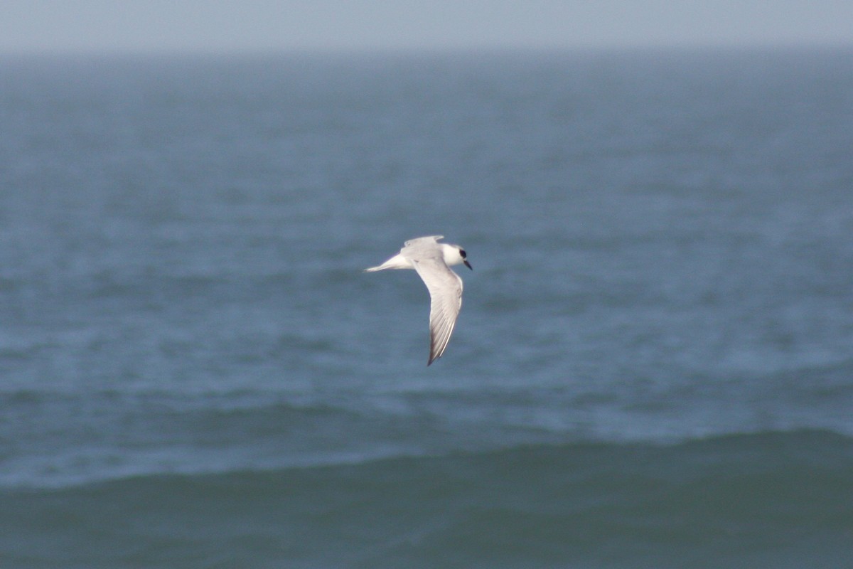 Forster's Tern - David Simpson