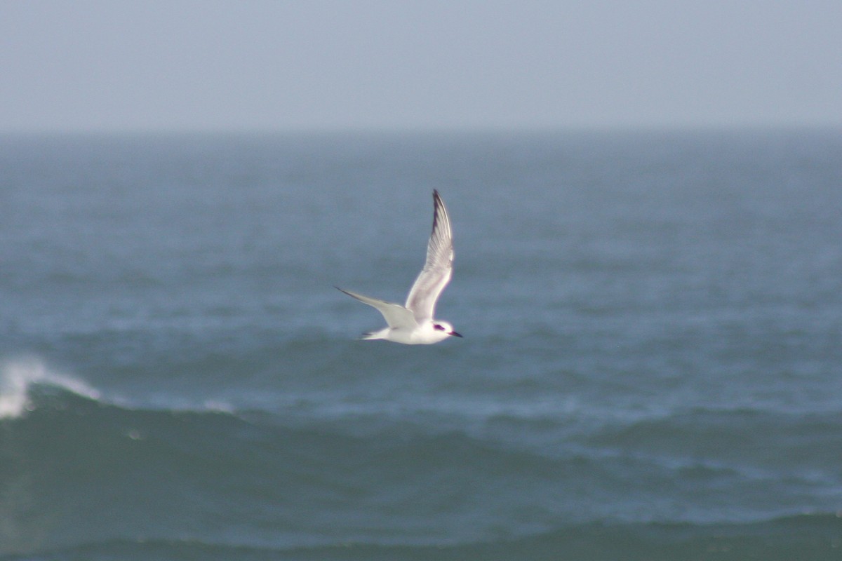 Forster's Tern - David Simpson