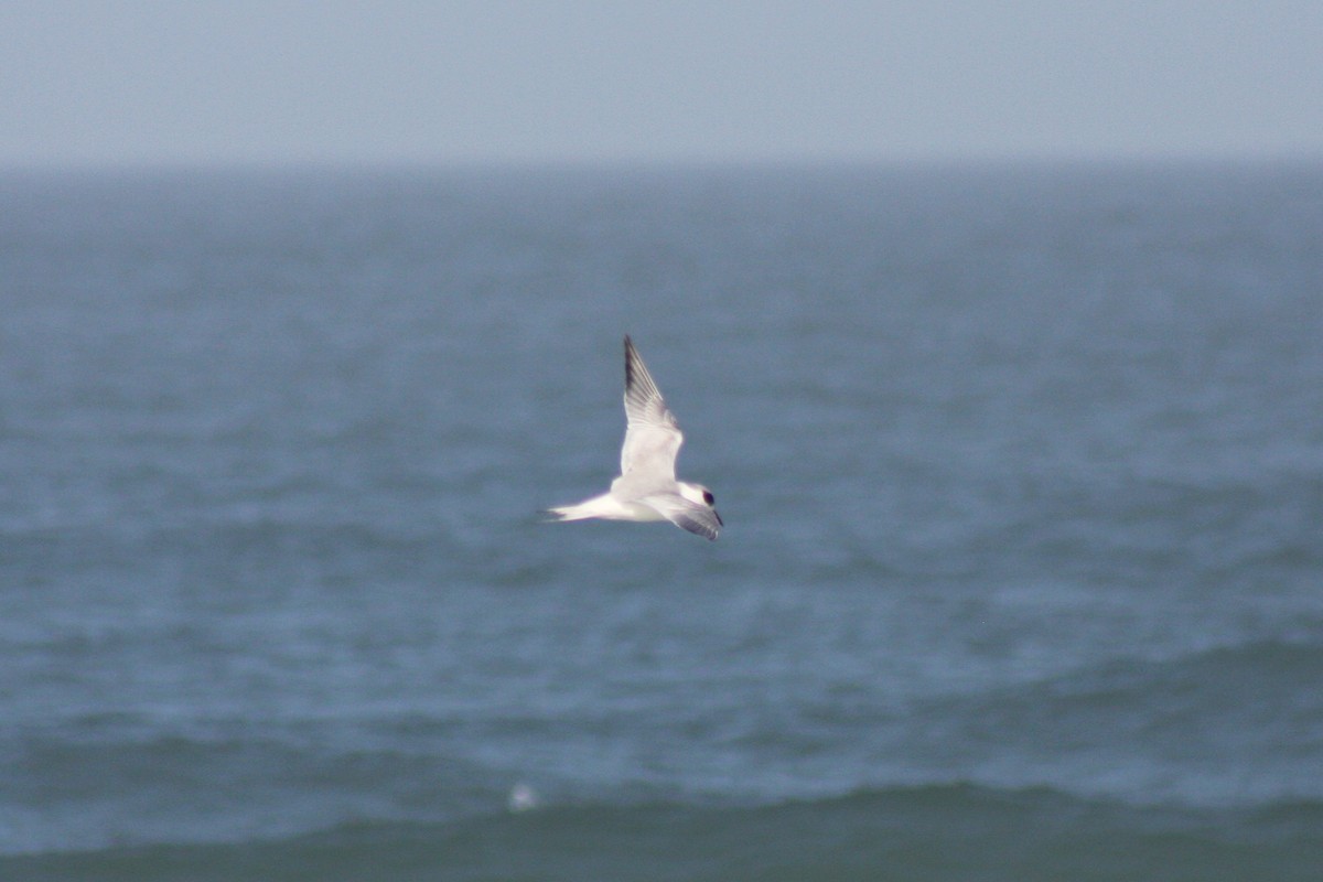 Forster's Tern - ML421777931