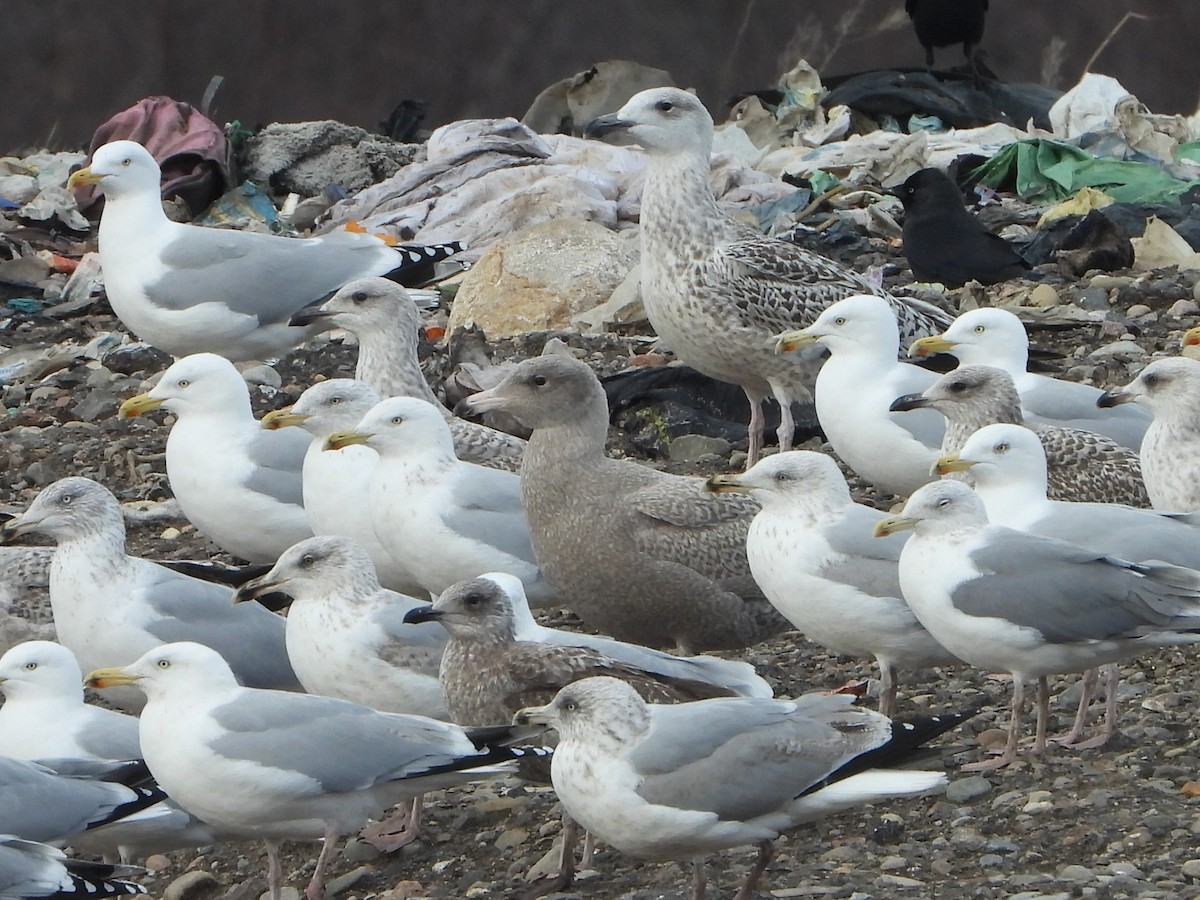 Glaucous Gull - ML421778001