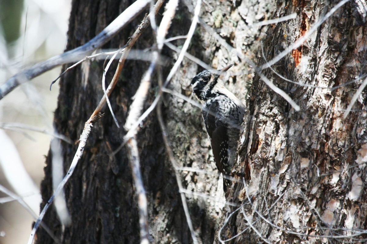 American Three-toed Woodpecker - ML421778241