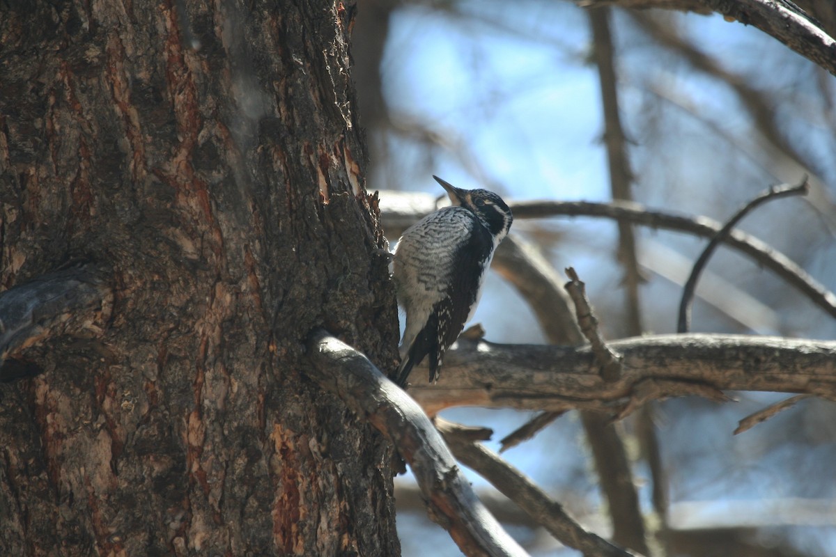 American Three-toed Woodpecker - ML421778481