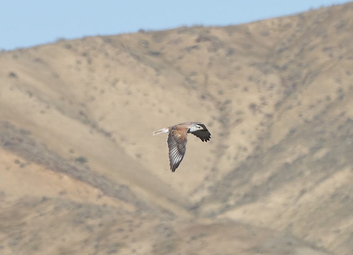 Ferruginous Hawk - ML421779061