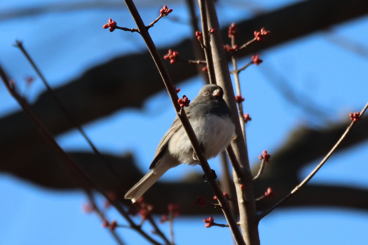 Dark-eyed Junco - ML421779071