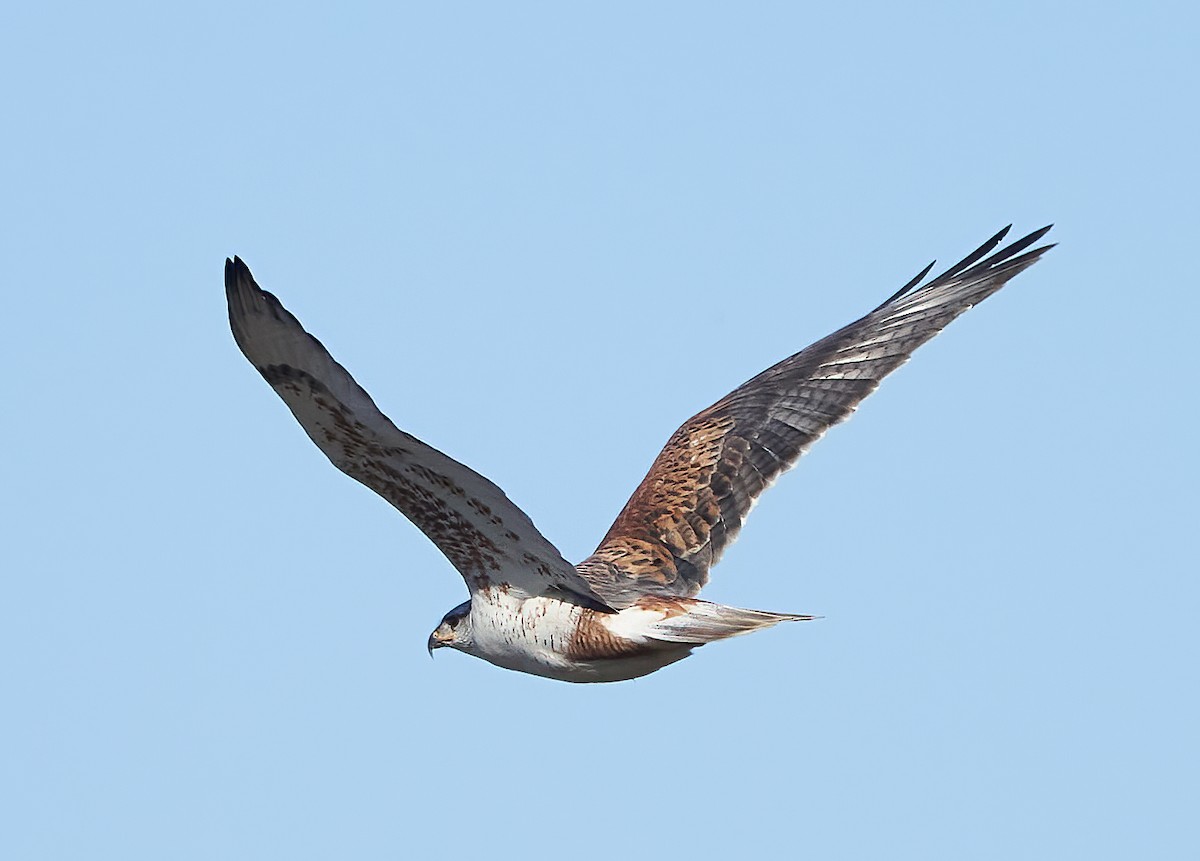 Ferruginous Hawk - ML421779361