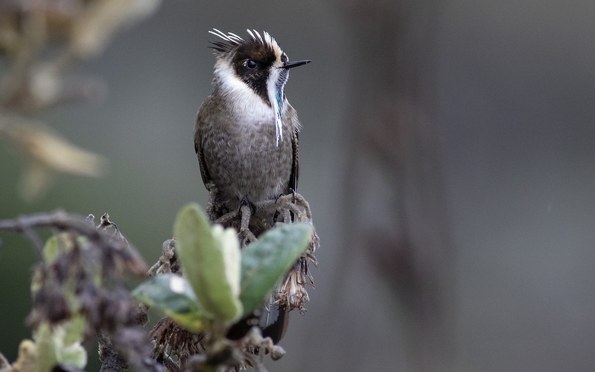 Green-bearded Helmetcrest - Jacob Drucker