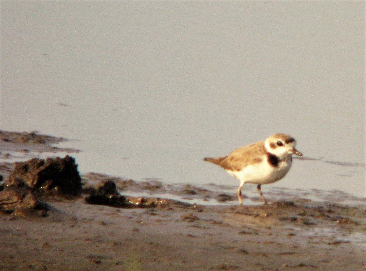 Snowy Plover - ML42178361