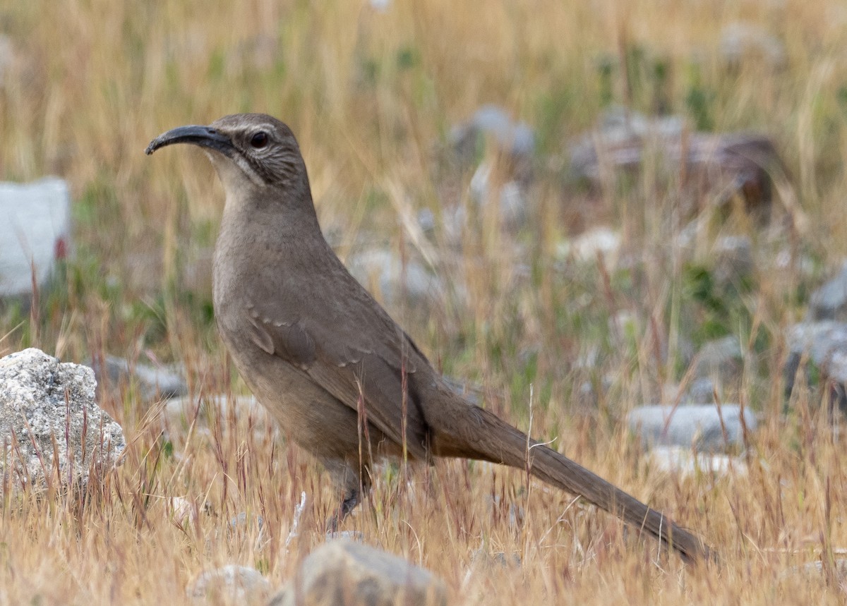 California Thrasher - ML421785091