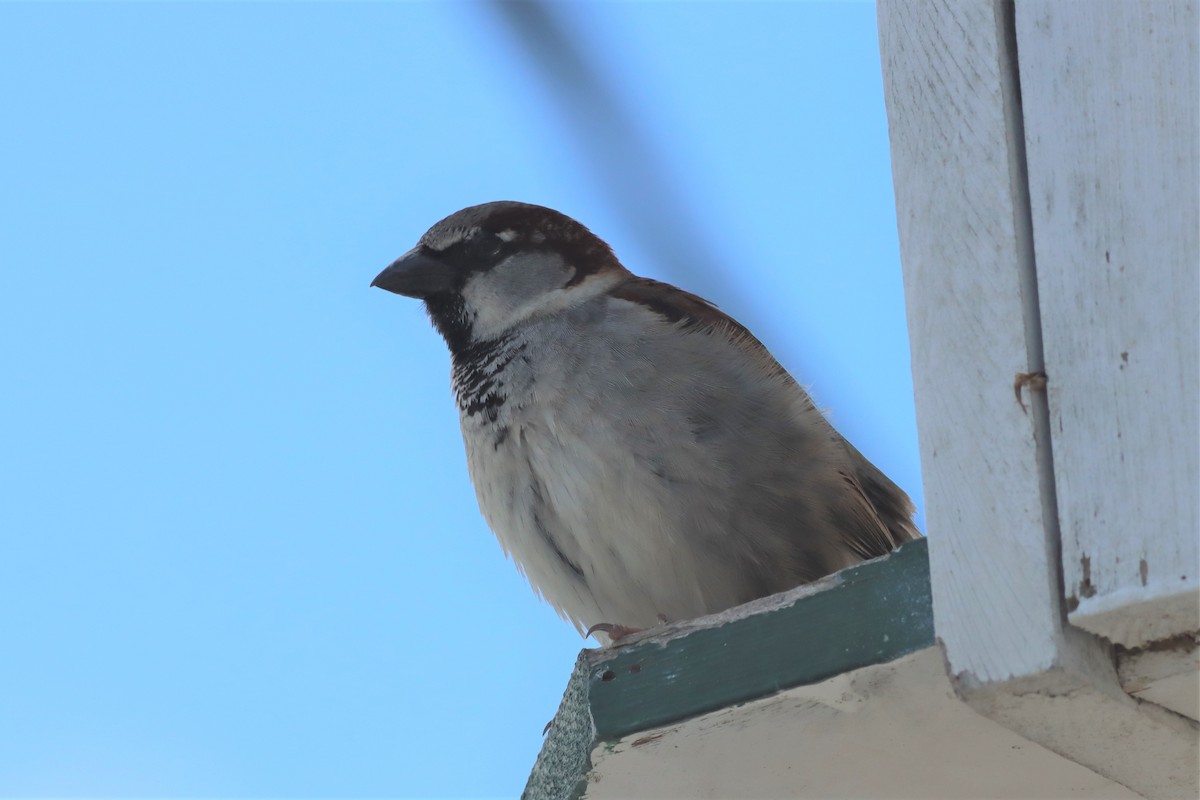 House Sparrow - ML421785951