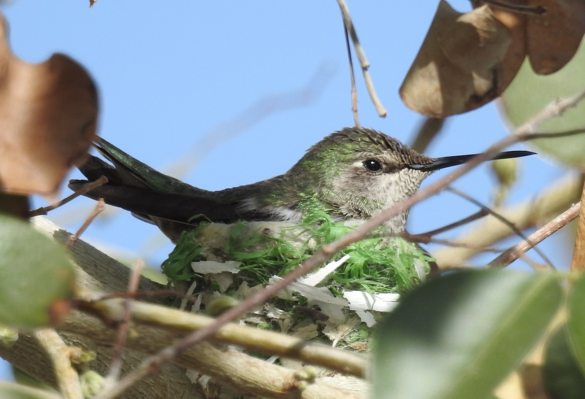 Anna's Hummingbird - Rose Marx