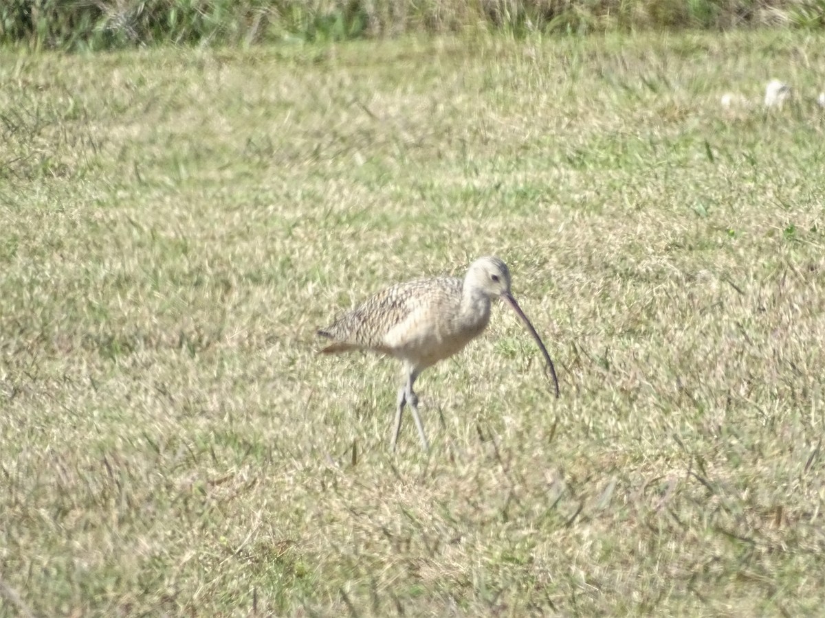 Long-billed Curlew - ML421790221