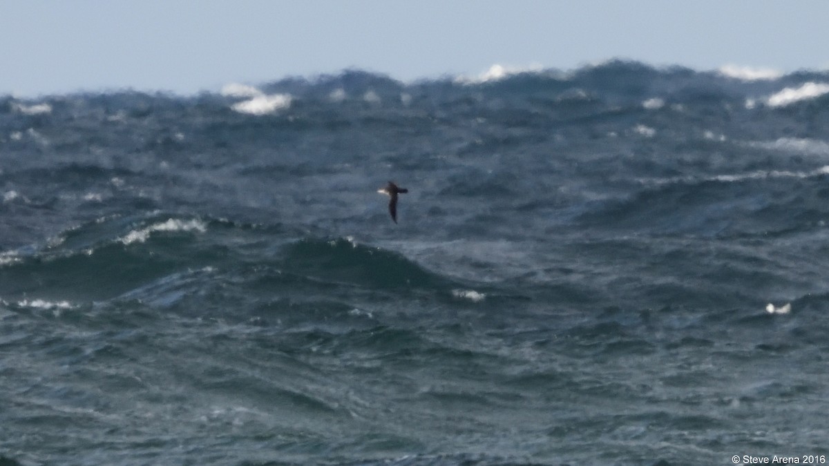 Manx Shearwater - Anonymous