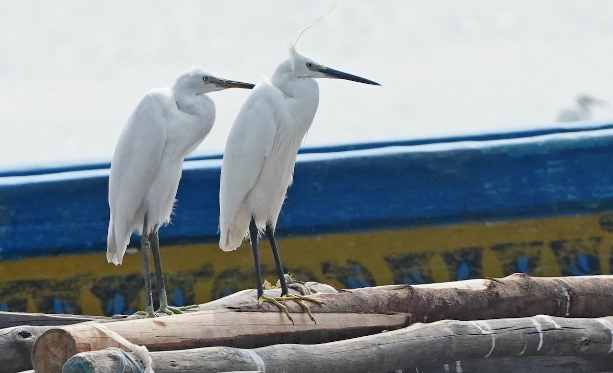 Little Egret - ML421791701