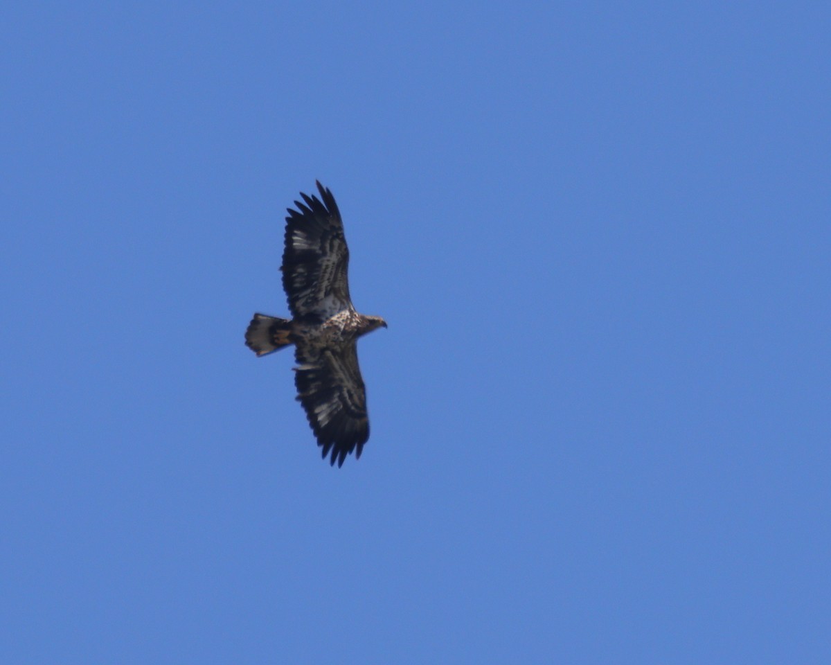 Bald Eagle - ML421791931