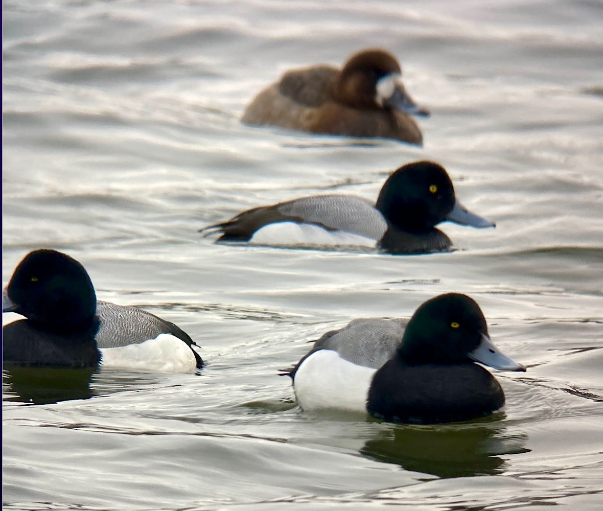 Greater Scaup - Faith Thompson