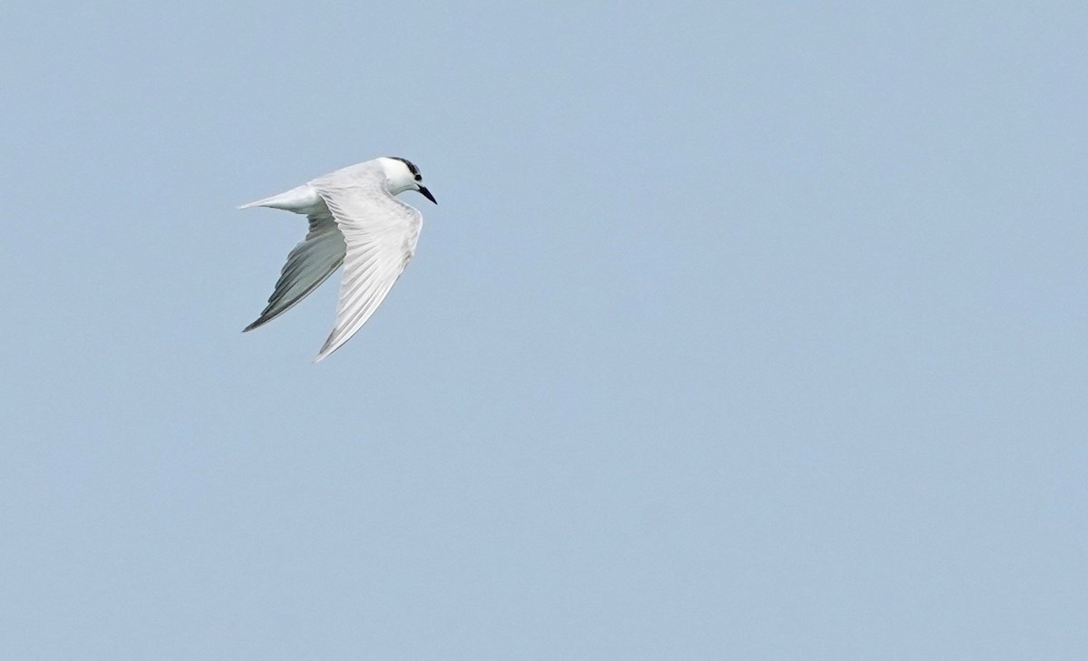 Whiskered Tern - ML421792081