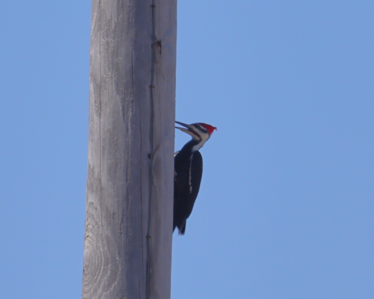 Pileated Woodpecker - ML421792111
