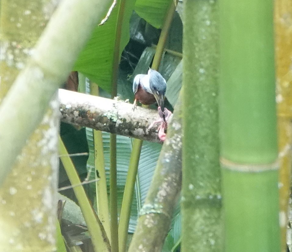 Ringed Kingfisher - ML421793001