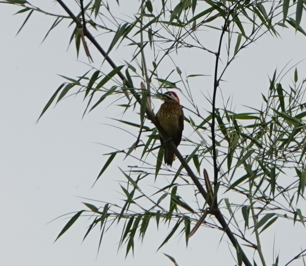 Spot-breasted Woodpecker - Jana Lagan