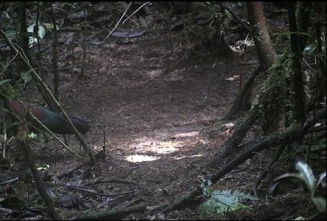 Pheasant Pigeon - ML421795