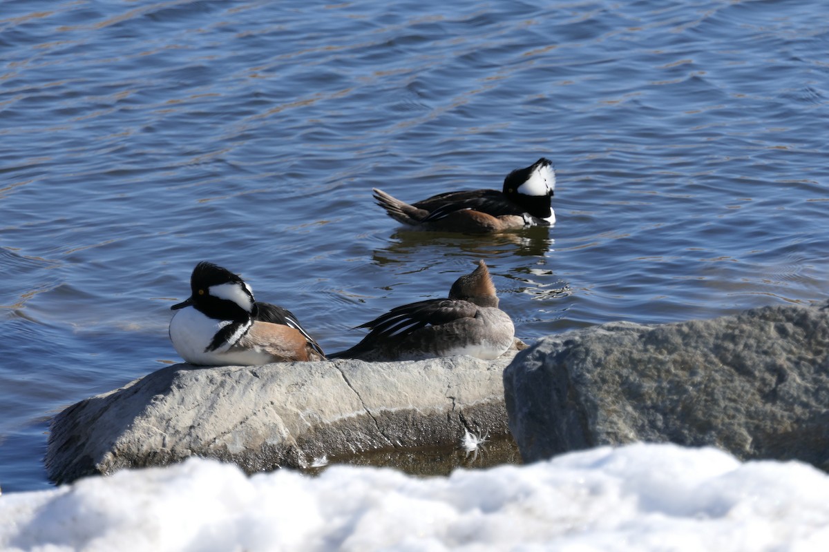 Hooded Merganser - ML421795441