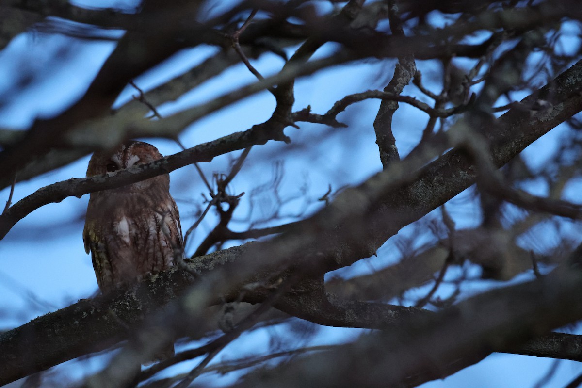 Tawny Owl - Eric Barnes