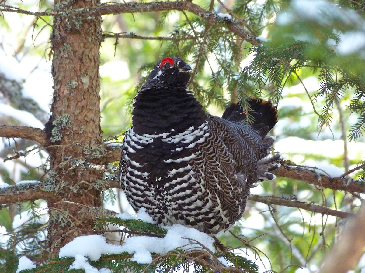 Spruce Grouse - ML42179871