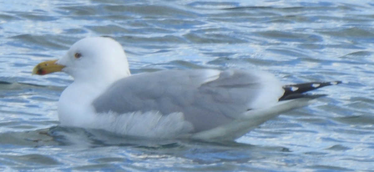 Herring Gull - ML421800251