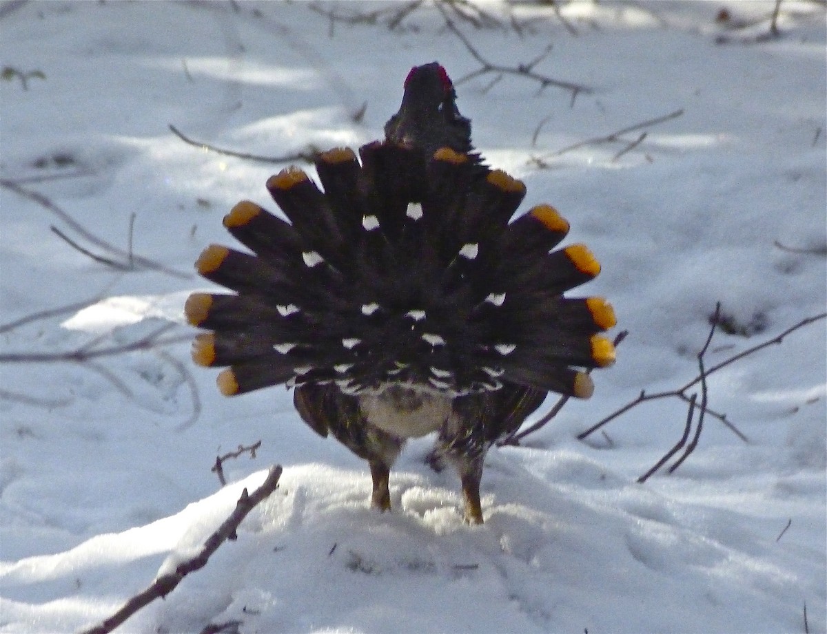 Spruce Grouse - ML42180031