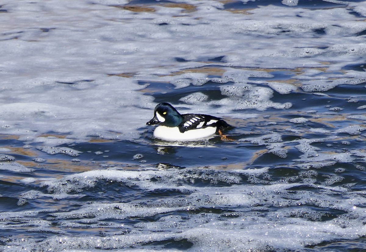 Barrow's Goldeneye - Jeff Dawson