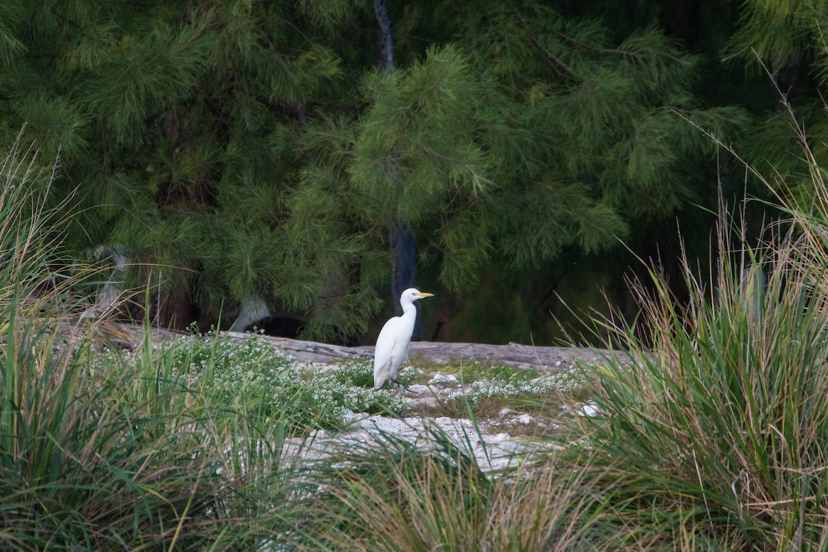 Western/Eastern Cattle Egret - ML421801861